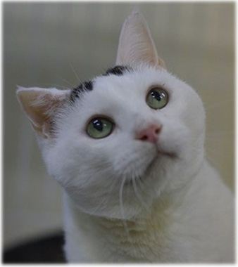 f:id:animal_protections:20161222012702j:image