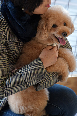 f:id:animal_protections:20161226214138j:image