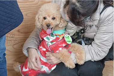 f:id:animal_protections:20161226214140j:image