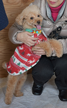 f:id:animal_protections:20161226214141j:image