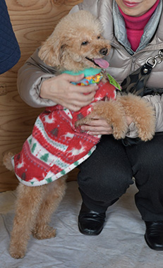 f:id:animal_protections:20161226214142j:image