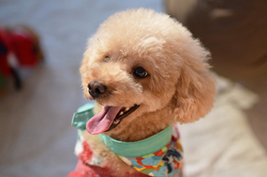 f:id:animal_protections:20161226214143j:image