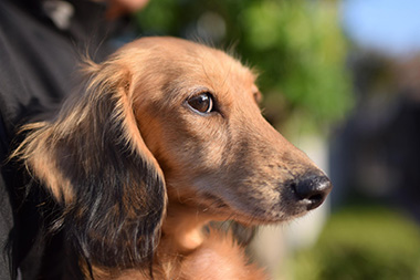 f:id:animal_protections:20161226214534j:image