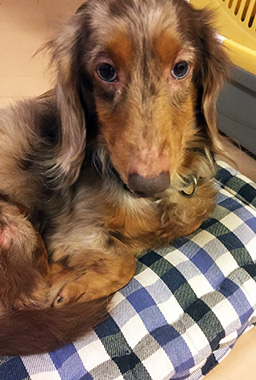 f:id:animal_protections:20161227001917j:image f:id:animal_protections:20161227001917j:image