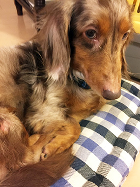 f:id:animal_protections:20161227001918j:image f:id:animal_protections:20161227001918j:image