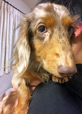 f:id:animal_protections:20161227001919j:image f:id:animal_protections:20161227001919j:image