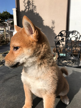 f:id:animal_protections:20170119234254j:image