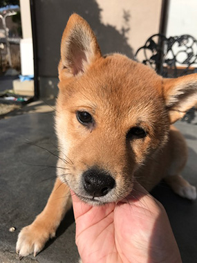 f:id:animal_protections:20170119234255j:image