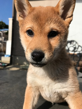 f:id:animal_protections:20170119234256j:image