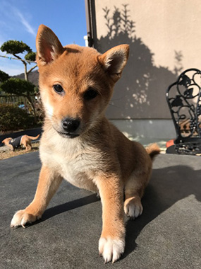 f:id:animal_protections:20170119234257j:image