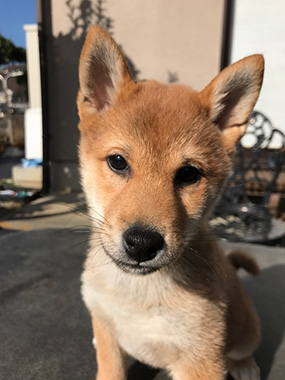 f:id:animal_protections:20170119234258j:image