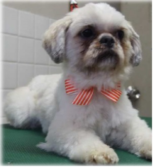 f:id:animal_protections:20170127173159j:image