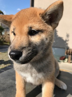 f:id:animal_protections:20170130145246j:image