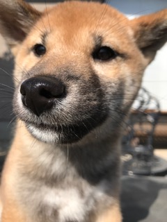 f:id:animal_protections:20170130145247j:image
