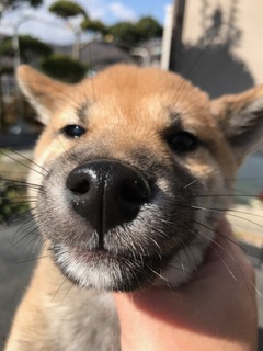 f:id:animal_protections:20170130145248j:image