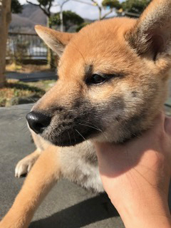 f:id:animal_protections:20170130145249j:image