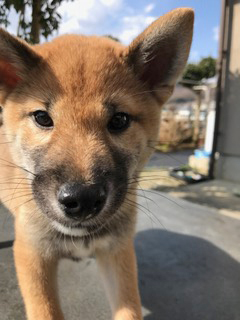 f:id:animal_protections:20170130145251j:image