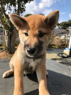 f:id:animal_protections:20170130145252j:image