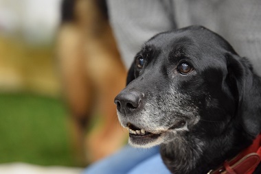 f:id:animal_protections:20170211210304j:image f:id:animal_protections:20170211210304j:image