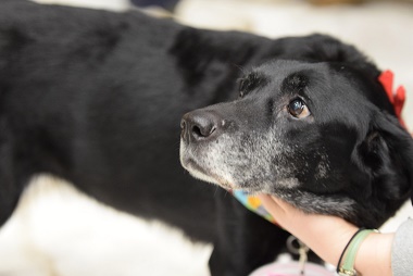 f:id:animal_protections:20170211210305j:image f:id:animal_protections:20170211210305j:image