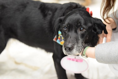 f:id:animal_protections:20170211210306j:image f:id:animal_protections:20170211210306j:image