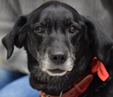 f:id:animal_protections:20170211210402j:image f:id:animal_protections:20170211210402j:image