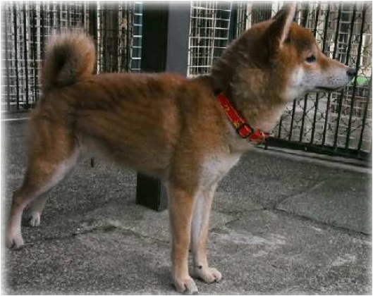 f:id:animal_protections:20170221232653p:image