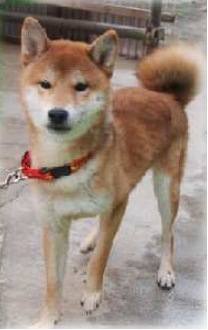 f:id:animal_protections:20170221232655p:image