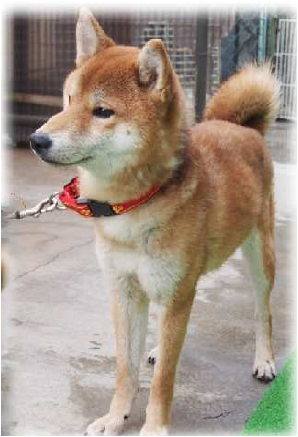 f:id:animal_protections:20170221232656p:image