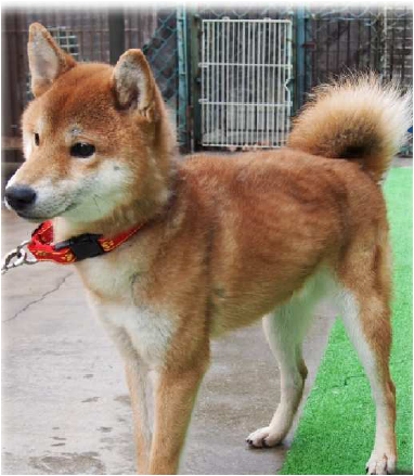 f:id:animal_protections:20170221232658p:image