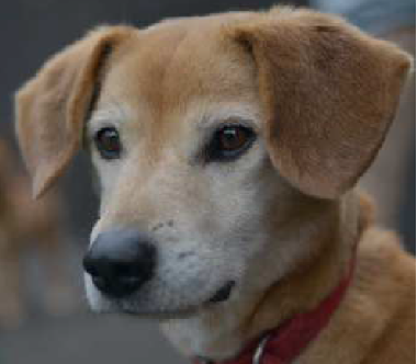 f:id:animal_protections:20170309133108p:image f:id:animal_protections:20170309133108p:image