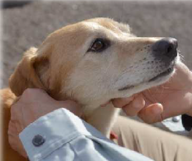 f:id:animal_protections:20170309133109p:image f:id:animal_protections:20170309133109p:image