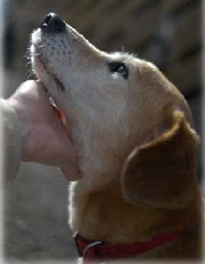f:id:animal_protections:20170309133110p:image f:id:animal_protections:20170309133110p:image