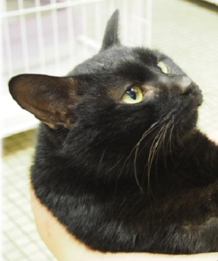 f:id:animal_protections:20170315224046p:image