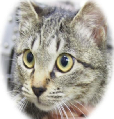 f:id:animal_protections:20170315230852p:image f:id:animal_protections:20170315230852p:image