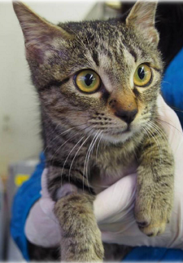 f:id:animal_protections:20170315230855p:image f:id:animal_protections:20170315230855p:image