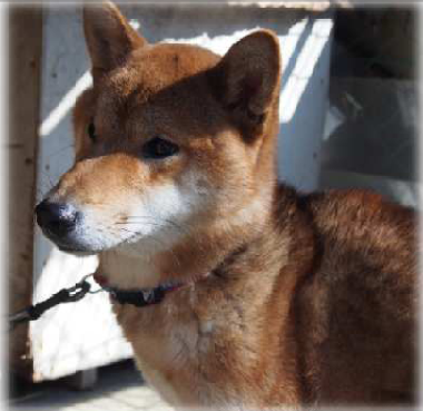 f:id:animal_protections:20170316233741p:image