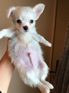 f:id:animal_protections:20170320220633j:image