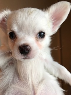 f:id:animal_protections:20170320220634j:image