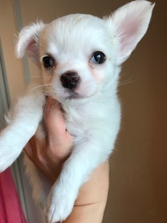 f:id:animal_protections:20170320220635j:image