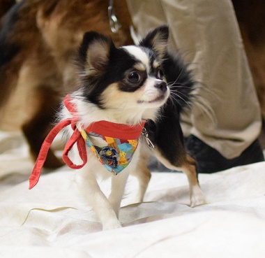 f:id:animal_protections:20170413134119j:image