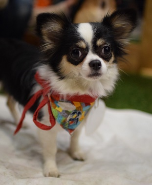 f:id:animal_protections:20170413134136j:image