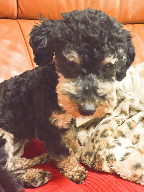 f:id:animal_protections:20170417230246j:image