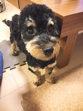 f:id:animal_protections:20170417230247j:image