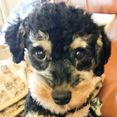 f:id:animal_protections:20170417230248j:image