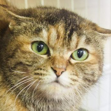 f:id:animal_protections:20170418224051j:image