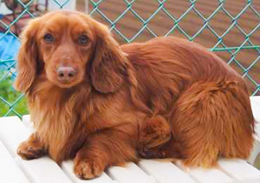 f:id:animal_protections:20170426154852j:image f:id:animal_protections:20170426154852j:image