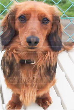 f:id:animal_protections:20170426155222j:image f:id:animal_protections:20170426155222j:image