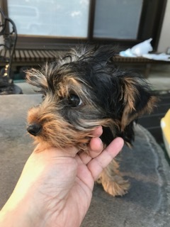 f:id:animal_protections:20170509185121j:image f:id:animal_protections:20170509185121j:image