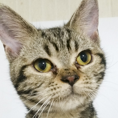f:id:animal_protections:20170513182720j:image